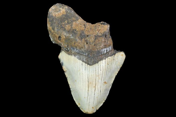 Bargain, Megalodon Tooth - North Carolina #101449